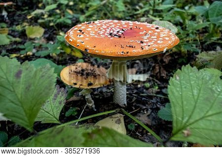 Bright Inedible Mushroom With The Latin Name Amanita Muscaria