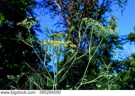 Close Up Of Many Green Flowers Of Anise Plant, Also Known As Aniseed Or Anix In A Herbs Garden In A 
