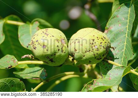 Walnut Anthracnose Or Walnut Black Spot - Gnomonia (ophiognomonia) Leptostyla, Fungal Plant Pathogen