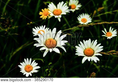 Chamomile Daisy Flowers Wet After Rain On Dark Key Nature Background. Herbal Treatment Medicine. Clo