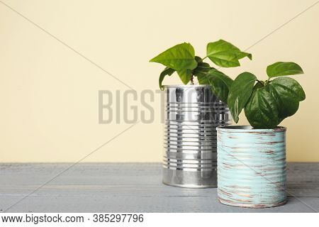 Beautiful Hibiscus Plants In Tin Cans On Grey Wooden Table. Space For Text