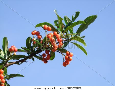 Berries3