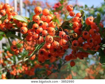 Beeren