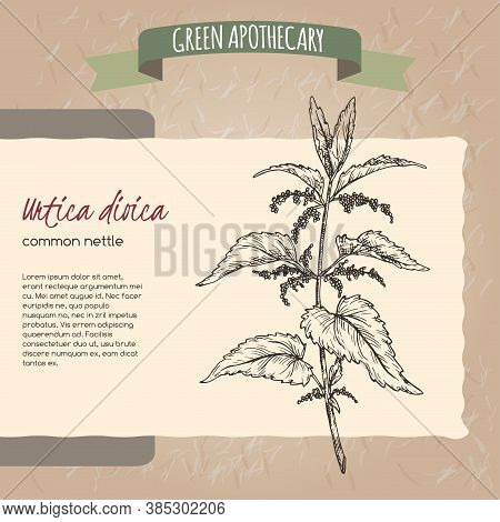 Urtica Dioica Aka Common Nettle Sketch On Vintage Paper Background. Green Apothecary Series.