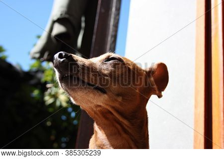 Young Specimen Puppy Dog ​​breed. Pet In The Terrace Of The House Where He Lives Proud. Female Zwerg
