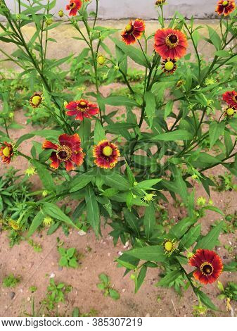 Three Blooming Helenium Perennial Flowers On A Blurred Green Background,cloudly