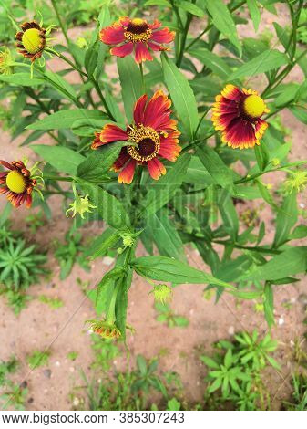 Three Blooming Helenium Perennial Flowers On A Blurred Green Background,cloudly