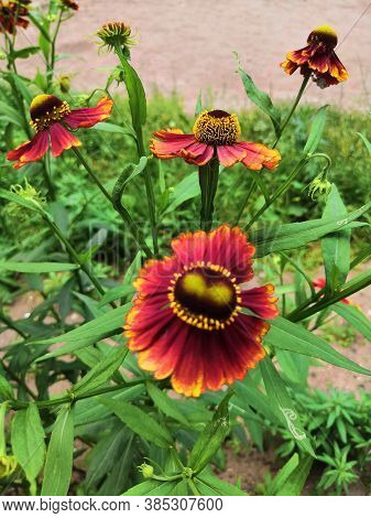 Three Blooming Helenium Perennial Flowers On A Blurred Green Background,cloudly
