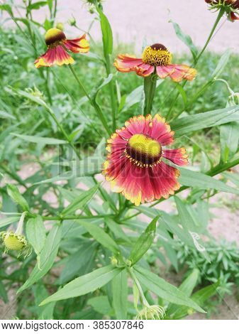 Three Blooming Helenium Perennial Flowers On A Blurred Green Background,cloudly