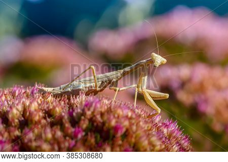 Yellow Female Praying Mantis Hunts A Colorful Flower