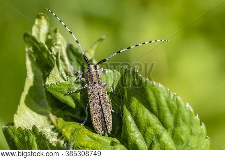 Beetle Agapanthia Villosoviridescens With A Large Striped Mustache Sits On A Leaf Of Grass