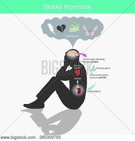 Stress Hormone. Diagram Showing The Stress Response In Human Body From Stimulation Of The Brain..