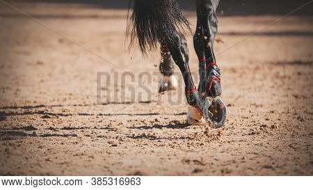 Close-up Of The Shod Hooves Of A Black Elegant Horse With A Long Tail, Which Quickly Runs At A Gallo