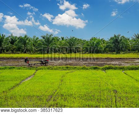 Pattalung, Thailand - July 15, 2018 : Rice Field, Agriculture, Paddy, With Farmer And White Cloud An