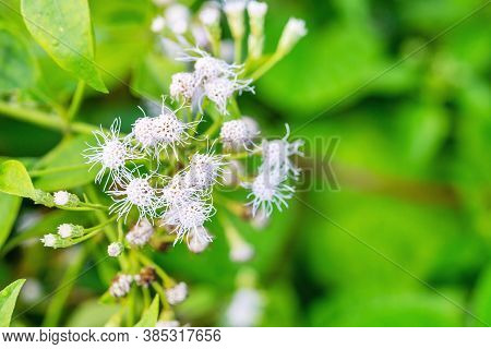 Ageratum Conyzoides Flower With Blurred Green Leaf In Rural Area, Selective Focus Blossom, Macro
