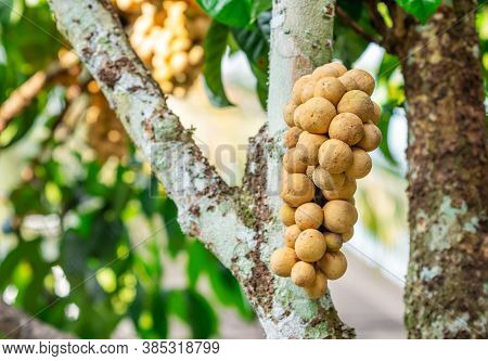 Lasium Demesticum, (name Thai Longkong) On Tree Blurred Background, Macro