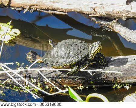 Yellow-bellied Slider Sunning Itself On A Log In Florda