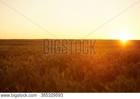 Background Image Of Lush Wheat Field In Golden Sunset Light With Lens Flare, Copy Space