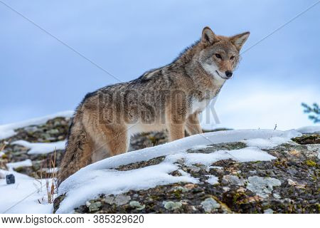 A Coyote searches for a meal in the snowy mountains of Montana.