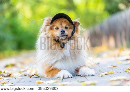 A Close Up Of A Cute Shetland Sheepdog With A Black Cappy