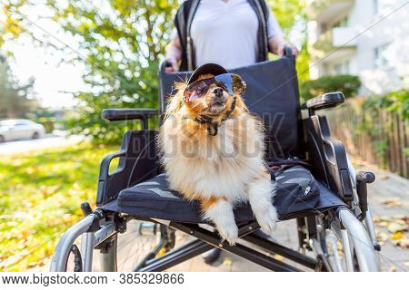 A Cute Dog Is Being Driven Around By An Old Lady In A Wheelchair