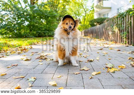 A Close Up Of A Cute Shetland Sheepdog With A Black Cappy