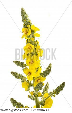 Mullein Flowers Isolated On A White Background