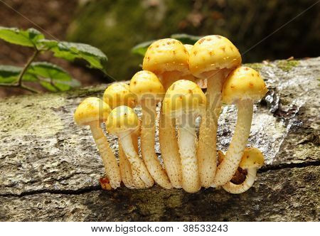 Sarı slimeball mantar Pholiota limonella