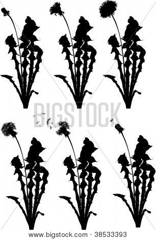 flores-Leão desde início a senilidade isolado no fundo branco
