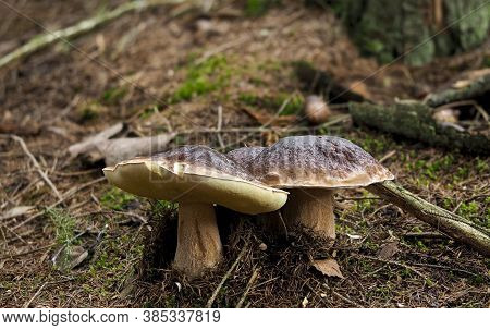 The King Bolete (boletus Edulis) , Found In Germany