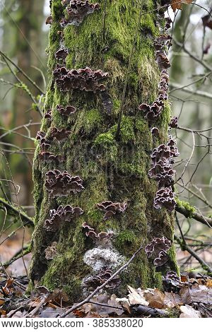The Silverleaf Fungus (chondrostereum Purpureum)