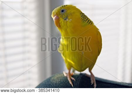 Funny Budgerigar. Cute Yellow Budgie Parrot Looking At The Camera. Tamed Pet.
