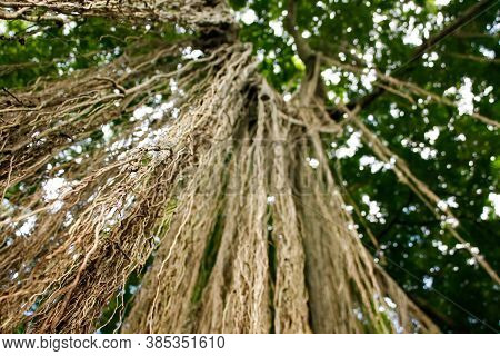 Extensive, Hanging Banyan Tree Roots. Looking Up At A Banyan Tree, Foreground Roots Are In Focus, Ba