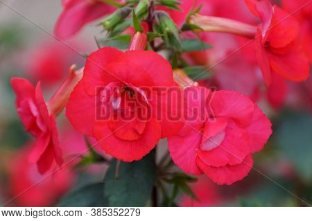 Beautiful Pink Color Of Hot-water Plant 'desiree' Flower