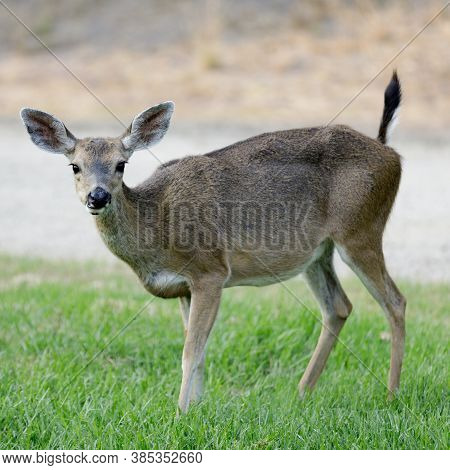 Blacktail Deer Adult Female Pooping While Looking At Camera