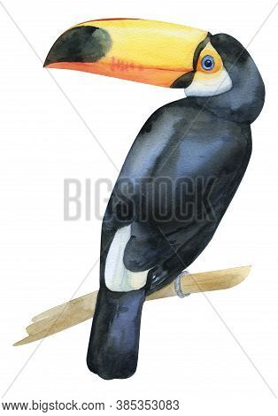 Watercolor Hand Painted Toucan. Black And White Exotic Bird With Yellow Big Beack On Branch. Tropica