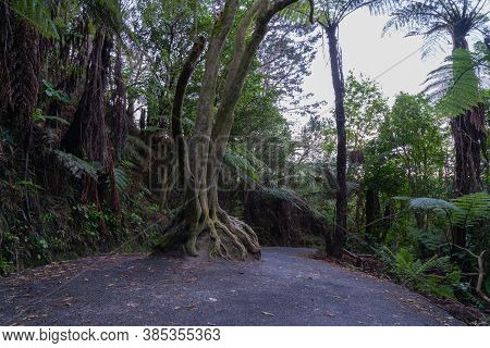 Walking Track To Cathedral Cove With Tree And Roots Growing Exposed In Ball Shape Over Big Rock At H