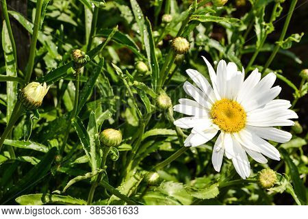 White-yellow Flower With Green Grass In A Summer Park, Chamomile.