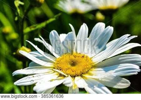 White-yellow Flower With Green Grass In A Summer Park, Chamomile.