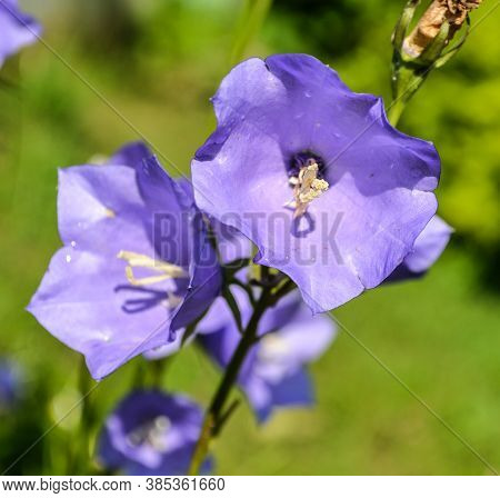 Purple Small Flowers On A Green Background In A Summer Park.