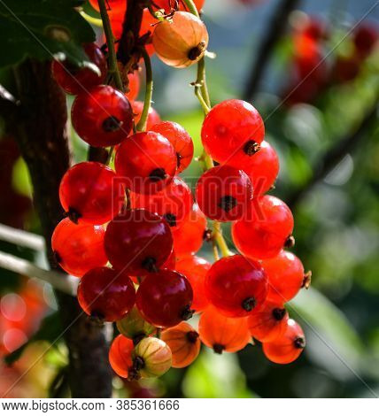 Ripe Red Currant Berries At Dawn In A Summer Park.