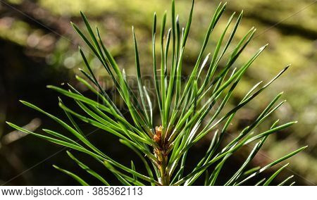 Needles Of A Young Spruce In A Coniferous Forest In The Sun.