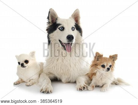 Yakutian Laika And Chihuahua In Front Of White Background