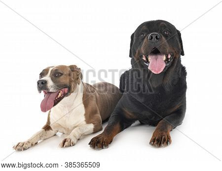 American Staffordshire Terrier And Rottweiler In Front Of White Background