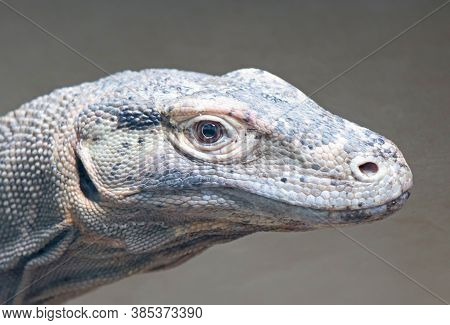 Komodo Dragon (varanus Komodoensis) At Prague Zoo, Czech Republic