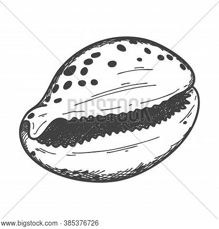 Hand-drawn Seashells. An Empty, Closed, Flat, Oval Solid Shell Of A Mollusc Or Snail. Sketch Style, 
