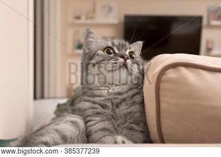 Beautiful Grey Scottish Young Cat Sitting On The Coach In The Interior Of Livingroom