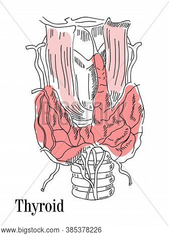 Vector Illustration Of The Thyroid And Trachea. Icon Of The Anatomy Of The Human Body Organs. Medica