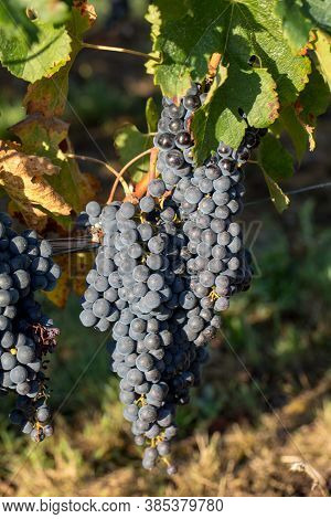 Close Up Of Red Merlot Grapes In Vineyard. Medoc, Gironde, Aquitaine. France