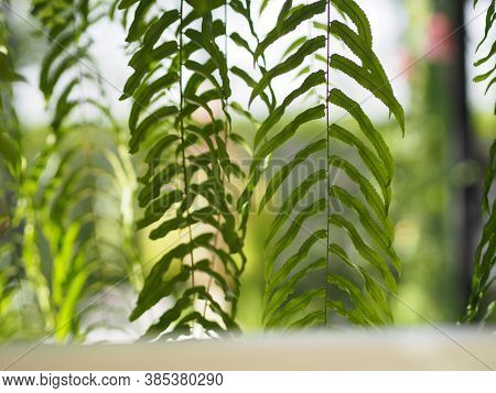 Tiger Fern, Lomariopsidaceae, Nephrolepis Sp. Cultivar Planted In Ornamental Plants By Garden, Hangi